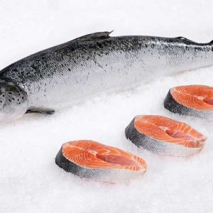 Wholesale Salmon Fish
