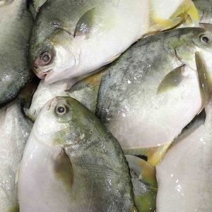 Wholesale silver pomfret fish