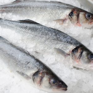 Wholesale Sea Bass