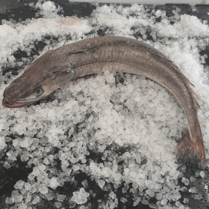 Wholesale Hake Fish