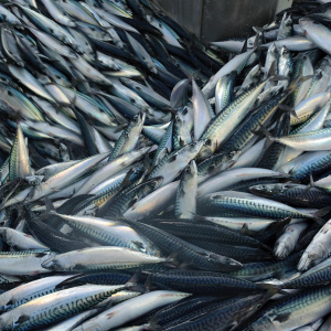 Wholesale Mackerel Fish In Norway