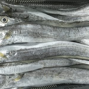 Wholesale Ribbon Fish In Norway