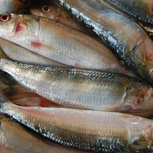 Wholesale Sardine Fish