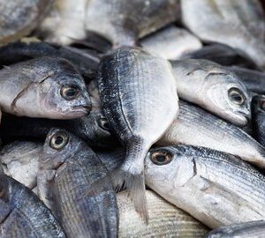Wholesale Sea Bream