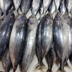 Wholesale Skipjack Tuna Fish